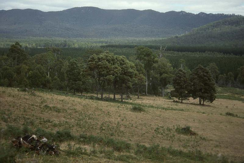 RWT 0068 075-03 Australia Tazzie.jpg